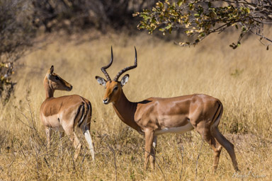 Impalas  