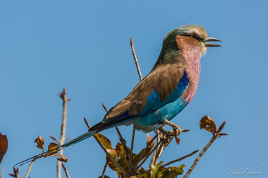 Rollier à longs brins - Lilac-breasted Roller  