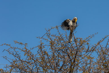 Calao à bec jaune -  Eastern Yellow-billed Hornbill  
