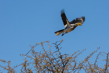 Calao à bec jaune -  Eastern Yellow-billed Hornbill  