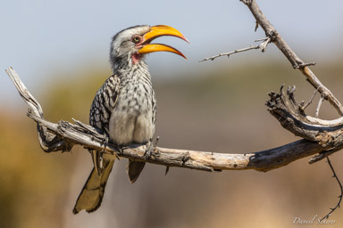 Calao à bec jaune -  Eastern Yellow-billed Hornbill  