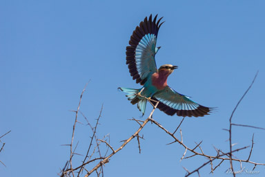 Rollier à longs brins - Lilac-breasted Roller  