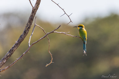 Guêpier à queue d'aronde - Swallow-tailed Bee-eater  
