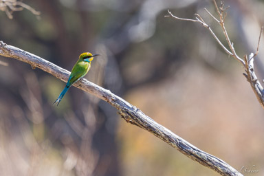 Guêpier à queue d'aronde - Swallow-tailed Bee-eater  
