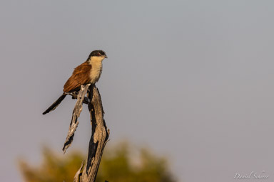 Coucal de Burchell - Burchell's Coucal  