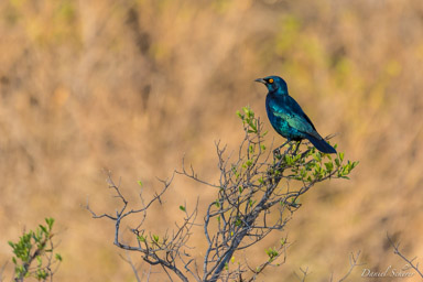 Choucador à oreillons bleus - Greater Blue-eared Starling  