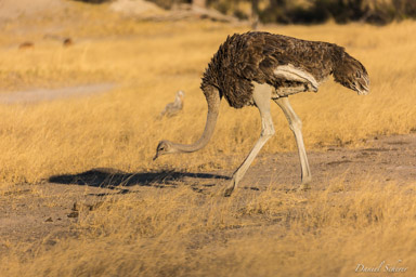 Autruche d'Afrique - Common Ostrich  