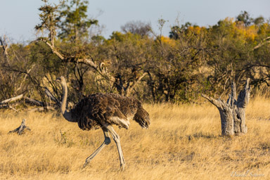Autruche d'Afrique - Common Ostrich  