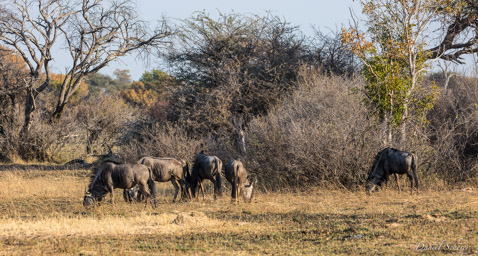 Gnou - wildebeest  