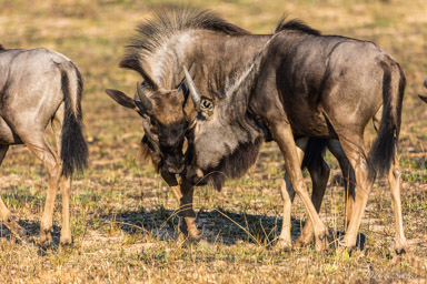 Gnou - wildebeest  