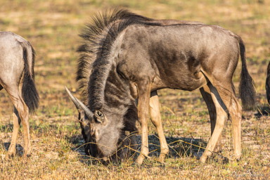 Gnou - wildebeest  