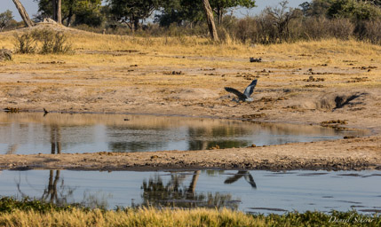 Héron cendré - Grey Heron  