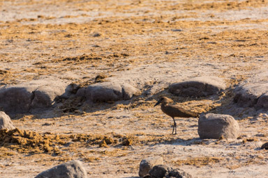 Ombrette africaine - Hamerkop  