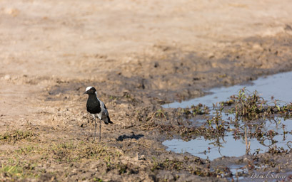 Vanneau armé - Blacksmith Lapwing  