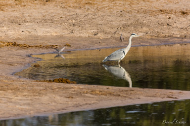 Héron cendré - Grey Heron  