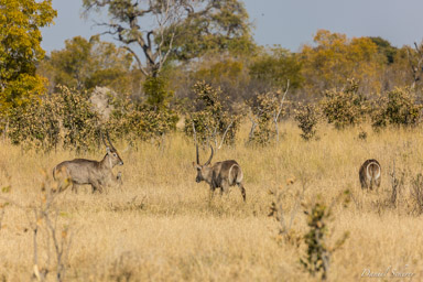 Cobe à croissant - Waterbuck  