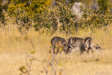 Cobe à croissant - Waterbuck  