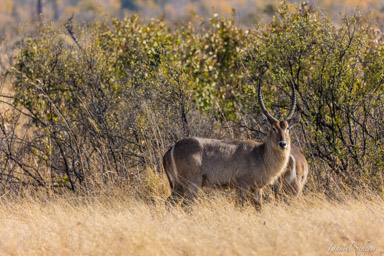 Cobe à croissant - Waterbuck  