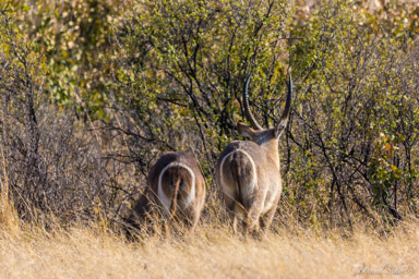 Cobe à croissant - Waterbuck  