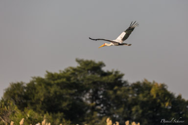 Tantale ibis - Yellow-billed Stork  