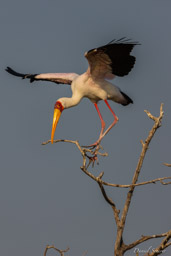Tantale ibis - Yellow-billed Stork  