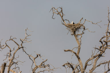 Pygargue vocifère - African Fish Eagle  
