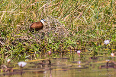 Jacana à poitrine dorée - African Jacana  