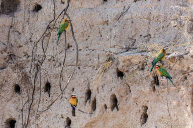 Guêpier à front blanc - White-fronted Bee-eater  