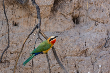 Guêpier à front blanc - White-fronted Bee-eater  