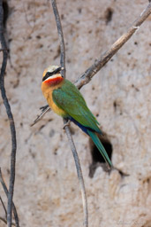 Guêpier à front blanc - White-fronted Bee-eater  