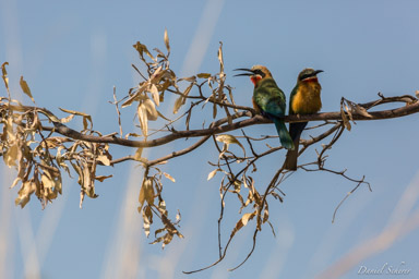 Guêpier à front blanc - White-fronted Bee-eater  