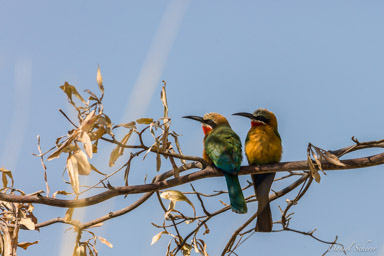 Guêpier à front blanc - White-fronted Bee-eater  
