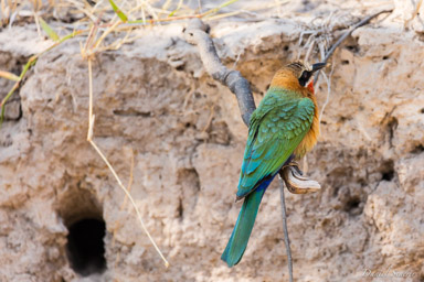 Guêpier à front blanc - White-fronted Bee-eater  