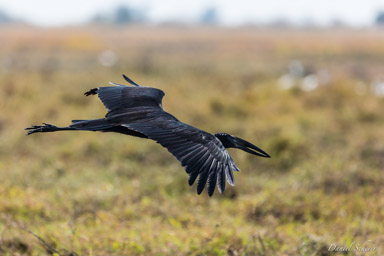 Bec-ouvert africain - African Openbill  