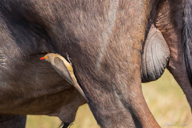 Piqueboeuf à bec rouge - Red-billed Oxpecker  