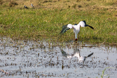 Tantale ibis - Yellow-billed Stork  