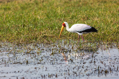 Tantale ibis - Yellow-billed Stork  