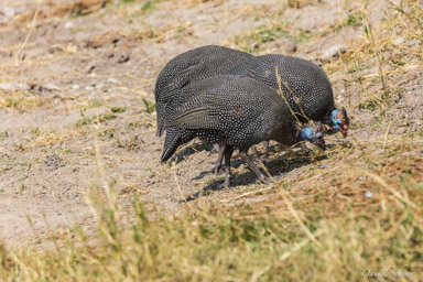 Pintade de Numidie - Helmeted Guineafowl  