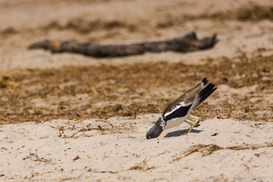 Vanneau à tête blanche - White-crowned Lapwing  