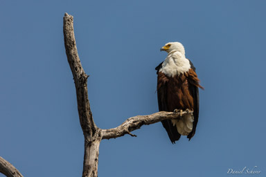 Pygargue vocifère - African Fish Eagle  