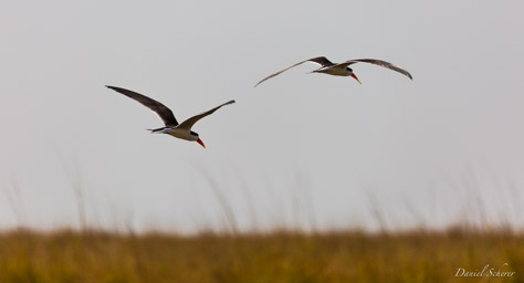 Bec-en-ciseaux d'Afrique - African Skimmer  