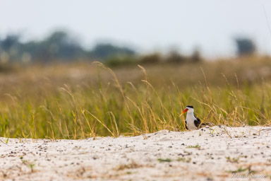 Bec-en-ciseaux d'Afrique - African Skimmer  