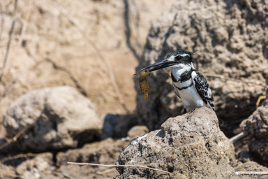 Martin-pêcheur pie - Pied Kingfisher  