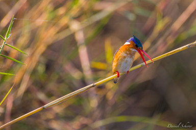 Martin-pêcheur huppé -- Malachite Kingfisher  