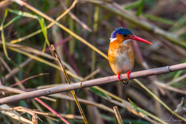 Martin-pêcheur huppé -- Malachite Kingfisher  