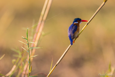 Martin-pêcheur huppé -- Malachite Kingfisher  