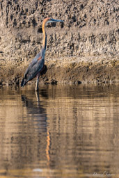 Héron goliath - Goliath Heron  