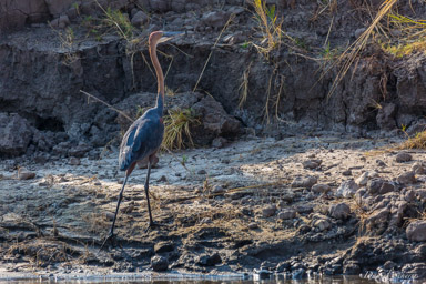 Héron goliath - Goliath Heron  
