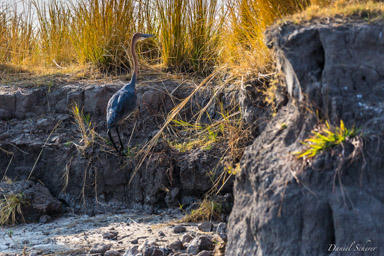 Héron goliath - Goliath Heron  