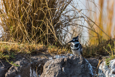 Martin-pêcheur pie - Pied Kingfisher  